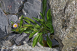 Alpen-Berufkraut (Erigeron alpinus) (F186554) Alpen-Berufkraut (Erigeron alpinus) (F186554)