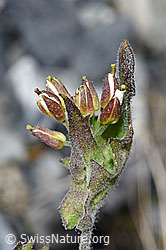 Alpen-Gänsekresse (Arabis alpina) (F186577)