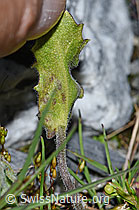 Alpen-Gänsekresse (Arabis alpina) (F186582)