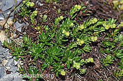 Bewimperter Steinbrech (Saxifraga aizoides) (F186584)
