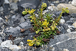 Bewimperter Steinbrech (Saxifraga aizoides) (F186586)