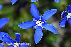 Frühlings-Enzian (Gentiana verna) (07.2021, F186762)