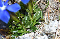 F186764: Frühlings-Enzian (Gentiana verna)