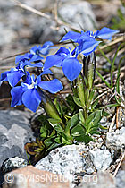 F186765: Frühlings-Enzian (Gentiana verna)