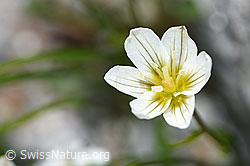 F186769: Faltenlilie (Lloydia serotina)