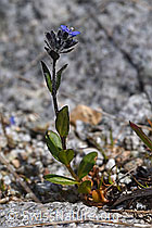F186789: Alpen-Ehrenpreis (Veronica alpina)