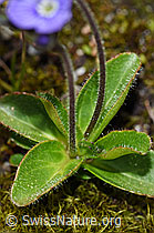 F186806: Blattloser Ehrenpreis (Veronica aphylla)