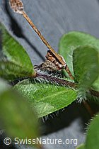 F186820: Alpen-Ehrenpreis (Veronica alpina)