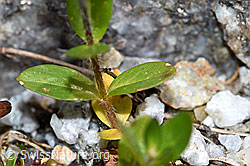 F186828: Alpen-Ehrenpreis (Veronica alpina)