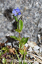 F186830: Alpen-Ehrenpreis (Veronica alpina)