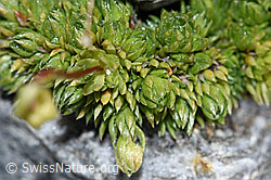 Moosartiger Steinbrech (Saxifraga bryoides) (F188846)