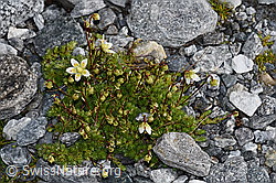 Moosartiger Steinbrech (Saxifraga bryoides) (F188847)