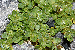 F188849: Einblütiges Hornkraut (Cerastium uniflorum)
