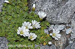 F188851: Einblütiges Hornkraut (Cerastium uniflorum)