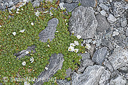 F188853: Einblütiges Hornkraut (Cerastium uniflorum)