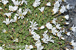 F188854: Einblütiges Hornkraut (Cerastium uniflorum)