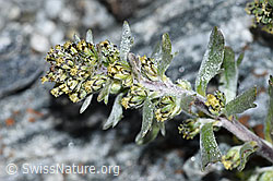 F188858: Ährige Edelraute (Artemisia genipi)