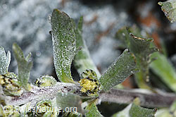 F188859: Ährige Edelraute (Artemisia genipi)