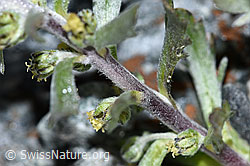 F188860: Ährige Edelraute (Artemisia genipi)