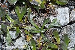 F188862: Ährige Edelraute (Artemisia genipi)