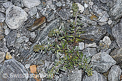 F188864: Ährige Edelraute (Artemisia genipi)