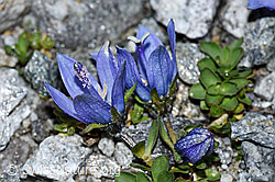 F188867: Mont Cenis-Glockenblume (Campanula cenisia)