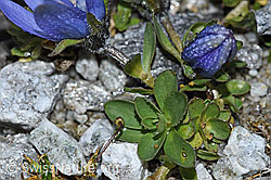 F188869: Mont Cenis-Glockenblume (Campanula cenisia)