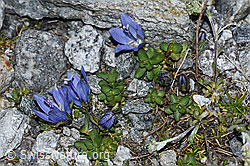 F188870: Mont Cenis-Glockenblume (Campanula cenisia)