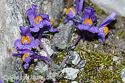 F188871: Alpen-Leinkraut (Linaria alpina)