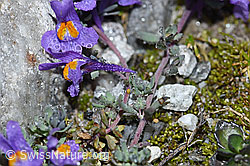 F188872: Alpen-Leinkraut (Linaria alpina)