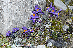 F188873: Alpen-Leinkraut (Linaria alpina)