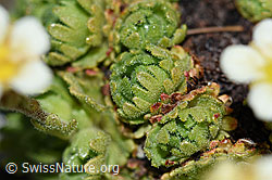F188882: Gefurchter Steinbrech (Saxifraga exarata)