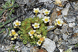 F188883: Gefurchter Steinbrech (Saxifraga exarata)