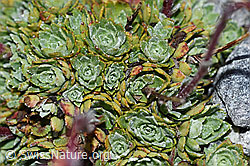 Trauben-Steinbrech (Saxifraga paniculata) (F188963)