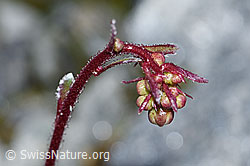 Trauben-Steinbrech (Saxifraga paniculata) (F188964)