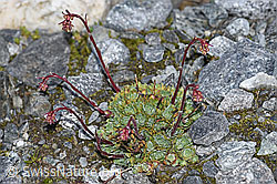 Trauben-Steinbrech (Saxifraga paniculata) (F188967)