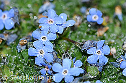 F188968: Himmelsherold (Eritrichium nanum)