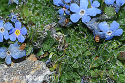F188969: Himmelsherold (Eritrichium nanum)