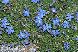 F188970: Himmelsherold (Eritrichium nanum)