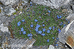 F188972: Himmelsherold (Eritrichium nanum)