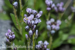 Bläuliche Gänsekresse (Arabis caerulea) (F188985)
