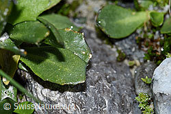 Bläuliche Gänsekresse (Arabis caerulea) (F188987)
