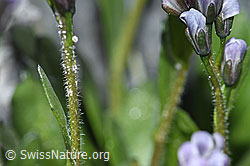 Bläuliche Gänsekresse (Arabis caerulea) (F188988)