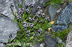 Bläuliche Gänsekresse (Arabis caerulea) (F188989)