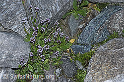 Bläuliche Gänsekresse (Arabis caerulea) (F188990)