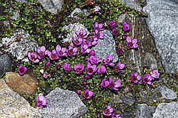 F188991: Gegenblättriger Steinbrech (Saxifraga oppositifolia)