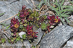 F188996: Zweiblütiger Steinbrech (Saxifraga biflora)