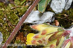 Alpen-Wundklee (Anthyllis vulneraria ssp. alpestris) (F189623) Alpen-Wundklee (Anthyllis vulneraria ssp. alpestris) (F189623)