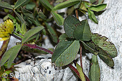 Braun-Klee (Trifolium badium) (F189629)