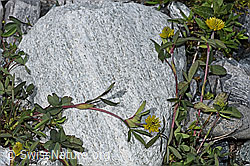 Braun-Klee (Trifolium badium) (F189632)